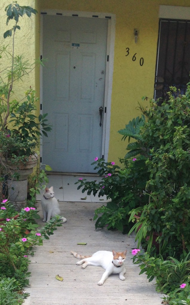 There are some tuff kit cats around here, and then there are some named Misha. 